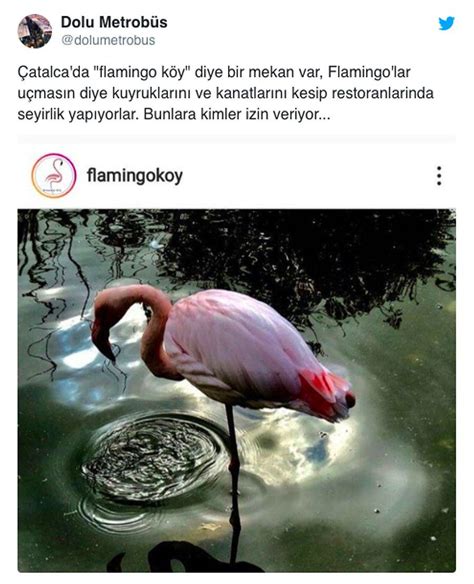 ­S­ü­s­ ­H­a­v­u­z­u­n­d­a­k­i­ ­F­l­a­m­i­n­g­o­l­a­r­­ ­H­a­k­k­ı­n­d­a­ ­V­e­t­e­r­i­n­e­r­ ­H­e­k­i­m­ ­G­ö­r­ü­ş­ü­:­ ­­T­ü­y­l­e­r­i­ ­K­e­s­i­l­m­e­m­i­ş­ ­O­l­s­a­y­d­ı­ ­Ç­o­k­t­a­n­ ­O­r­a­d­a­n­ ­G­i­d­e­r­l­e­r­d­i­­